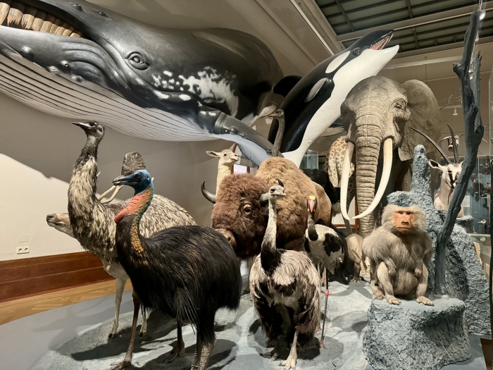 Naturkundemuseum - 